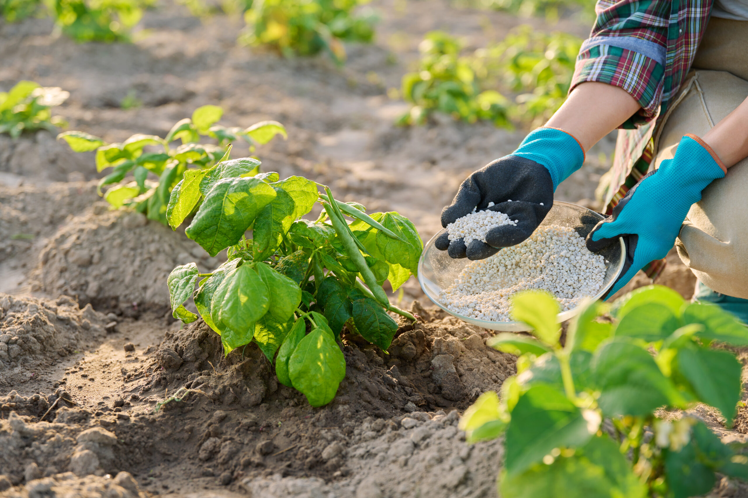 Close up of mineral fertilizers in hands, fertilizing beans legumes plant