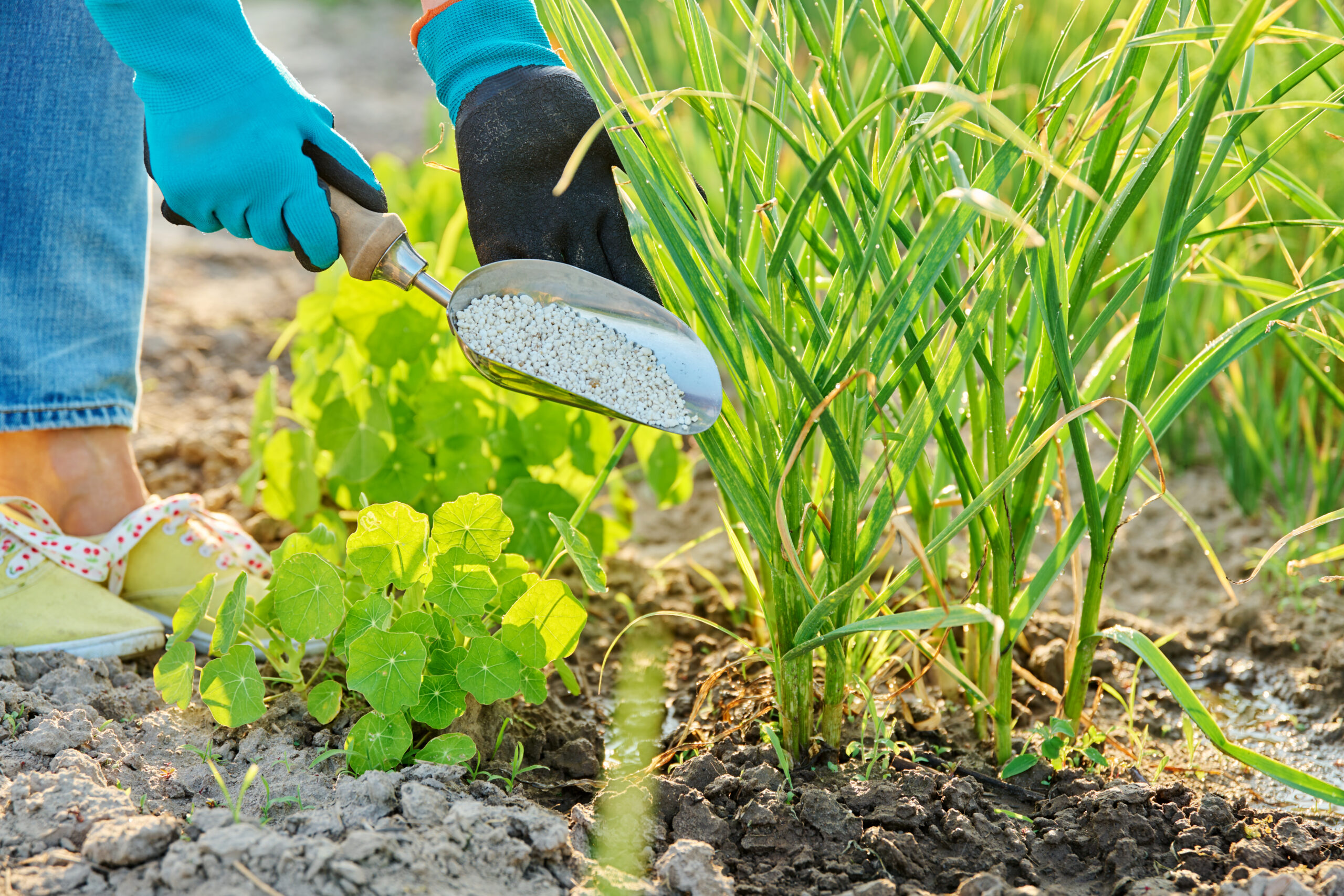 Close up of mineral fertilizers in hands, fertilizing garlic plants