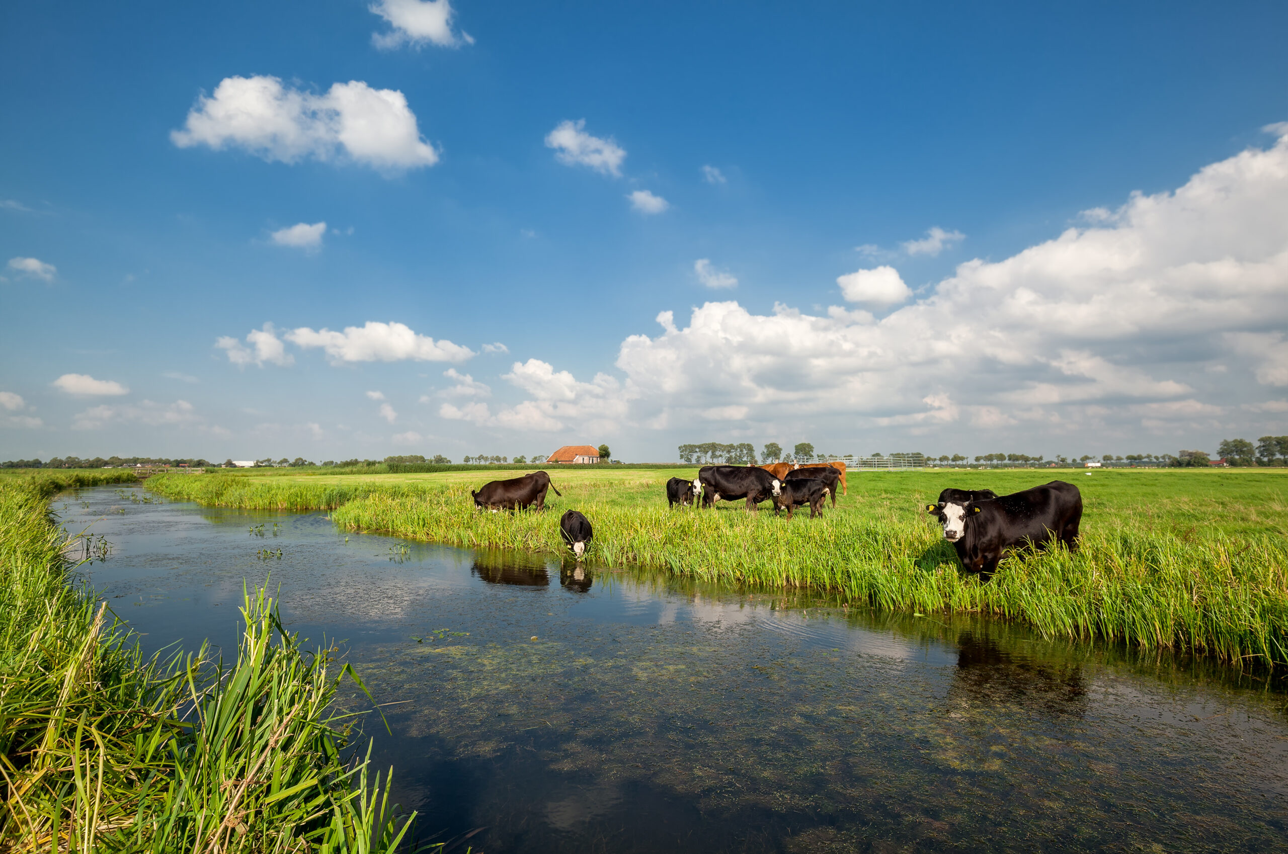 cow heard on pasture by river