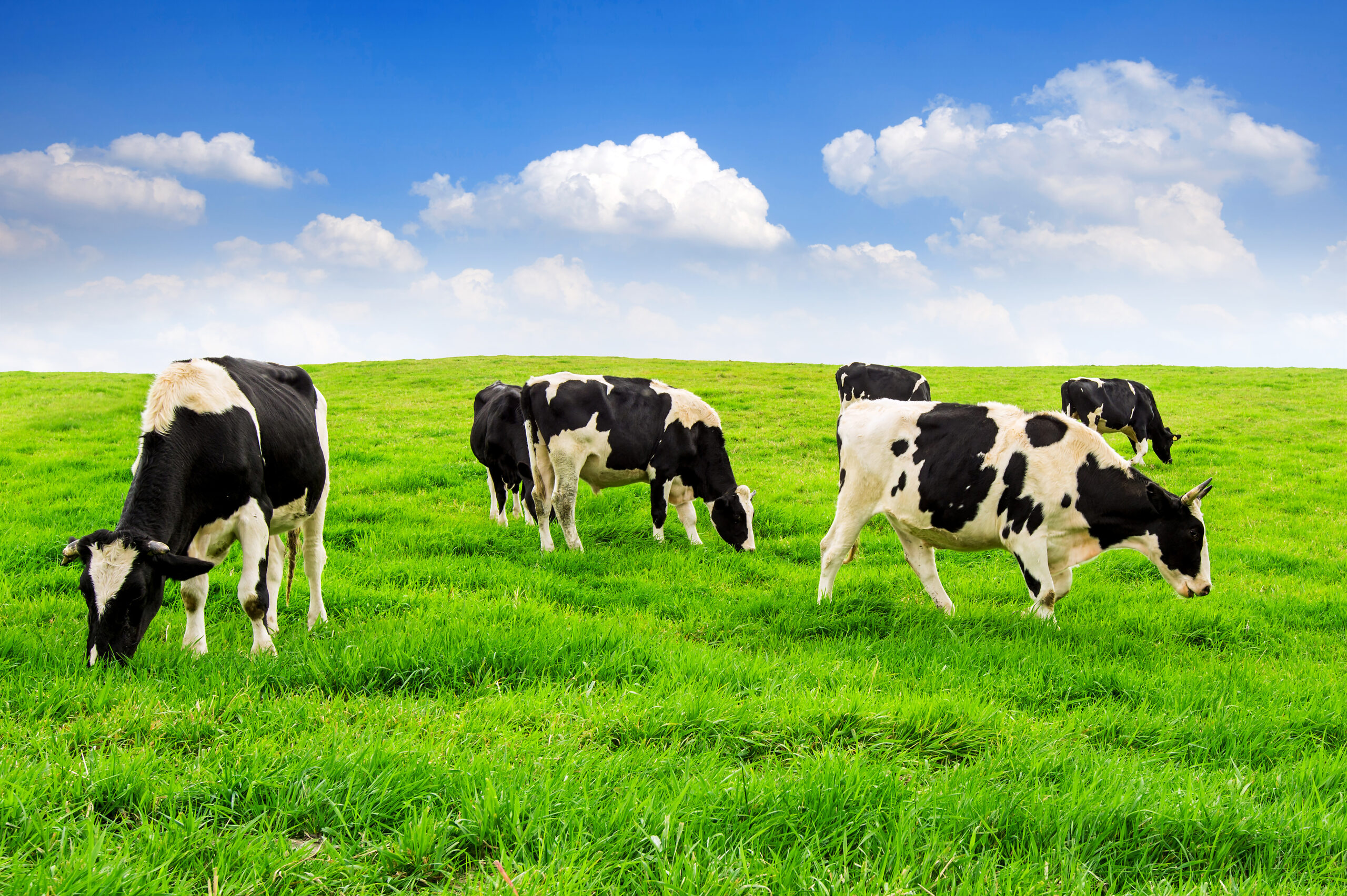 Cows on a green field and blue sky.
