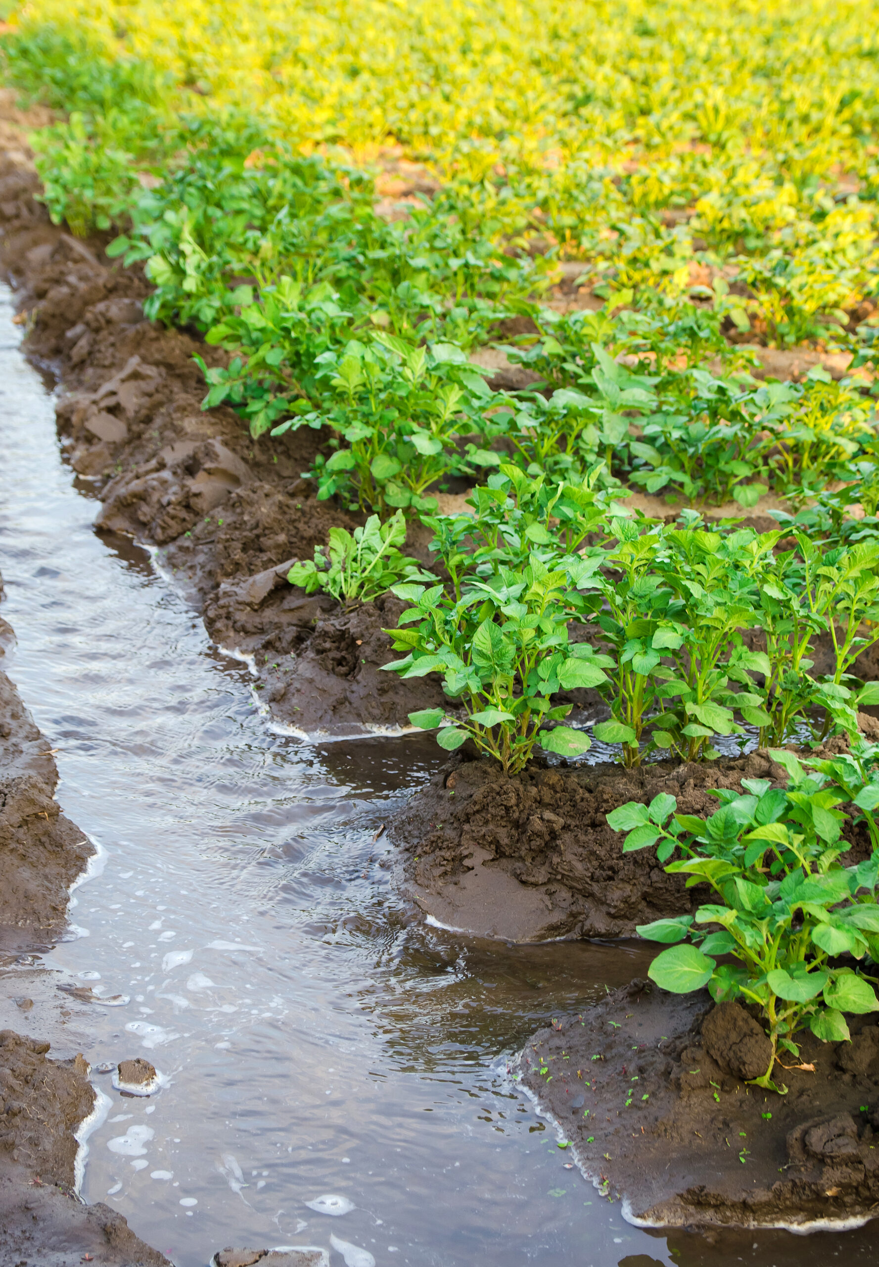 Irrigation the potato plantation. Providing farms and agro-industry with water resources. European farming. Agriculture and agronomy. Growing crops in arid regions. Watering of crops. Selective focus